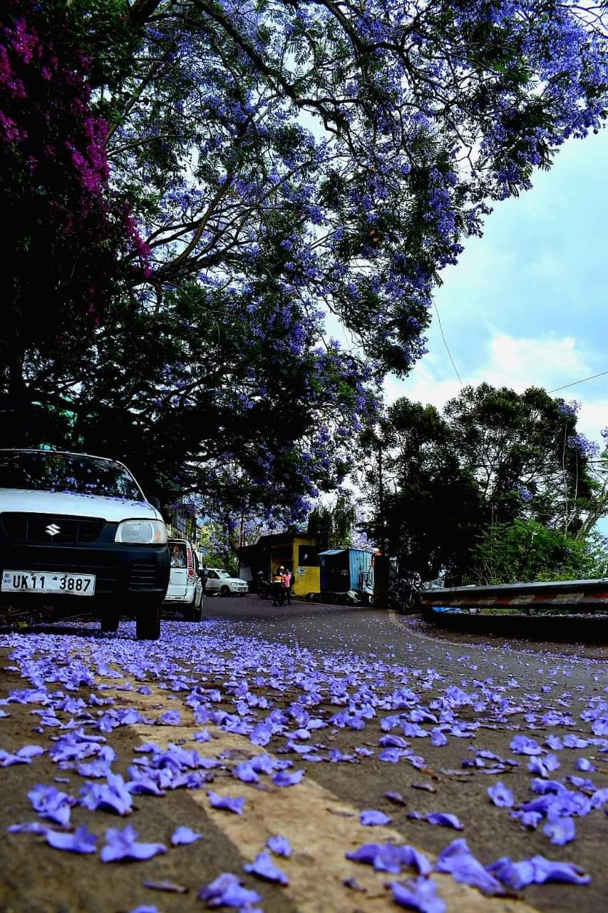 उत्तराखंड: यहां खिला ‘स्वर्ग का फूल’, जानें क्यों है इतना खास 