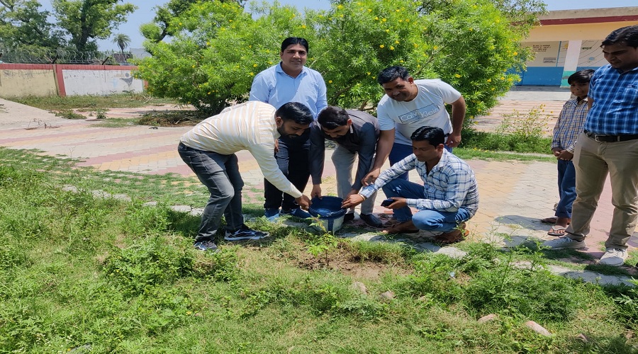 ग्राम पंचायत मानक माजरा में नवप्रभात विकास संस्थान ने रोप पौधे