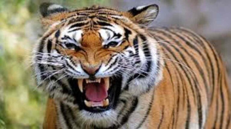 उत्तराखंड : बाघ ने युवक पर किया हमला, बड़े भाई ने ऐसे बचाई जान