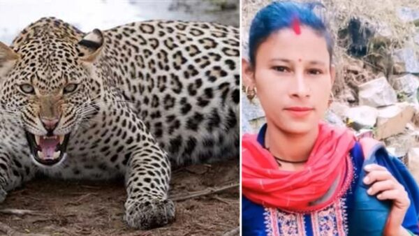 उत्तराखंड: बच्चे पर झपटा गुलदार, अंगूरा देवी ने पकड़ की पूंछ, बचाई बेटे की जान उत्तराखंड: बच्चे पर झपटा गुलदार, अंगूरा देवी ने पकड़ की पूंछ, बचाई बेटे की जान