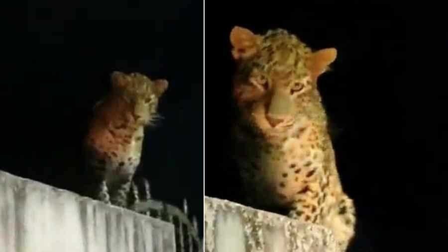 गुलदार का आतंक: घर में घुसकर महिला पर किया जानलेवा हमला, चेहरे पर आए गहरे घाव गुलदार का आतंक: घर में घुसकर महिला पर किया जानलेवा हमला, चेहरे पर आए गहरे घाव