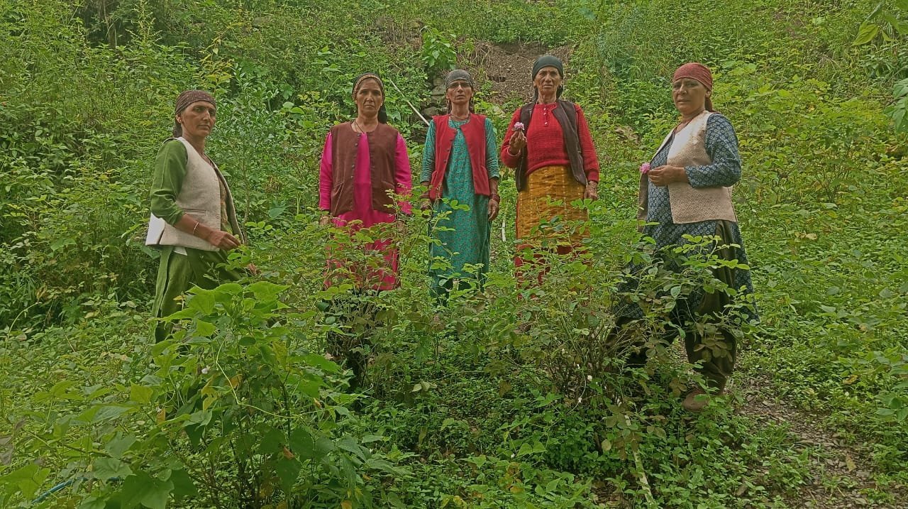 NRLM से जुड़ी मीना देवी ने गुलाब की खेती से चमकाई अपनी किस्मत, बनीं आत्मनिर्भर NRLM से जुड़ी मीना देवी ने गुलाब की खेती से चमकाई अपनी किस्मत, बनीं आत्मनिर्भर