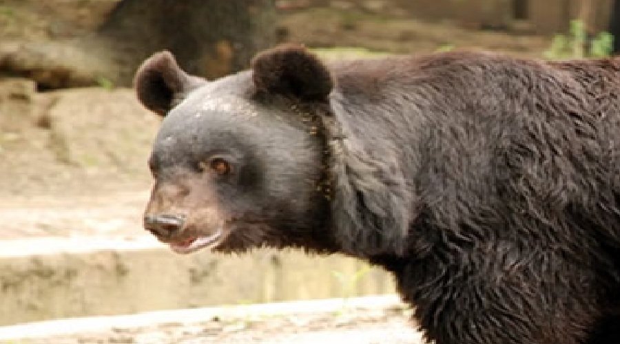 खिर्सू में भालू का हमला: सुबह एक्सरसाइज करते दो युवक घायल, ग्रामीणों में रोष खिर्सू में भालू का हमला: सुबह एक्सरसाइज करते दो युवक घायल, ग्रामीणों में रोष