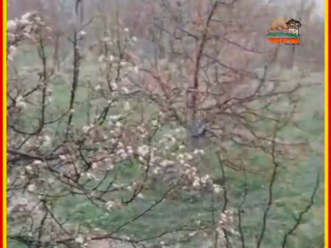 औलावृष्टि का कहर: बंगाण क्षेत्र में सेब की फसल तबाह, 15–20 गांव प्रभावित औलावृष्टि का कहर: बंगाण क्षेत्र में सेब की फसल तबाह, 15–20 गांव प्रभावित