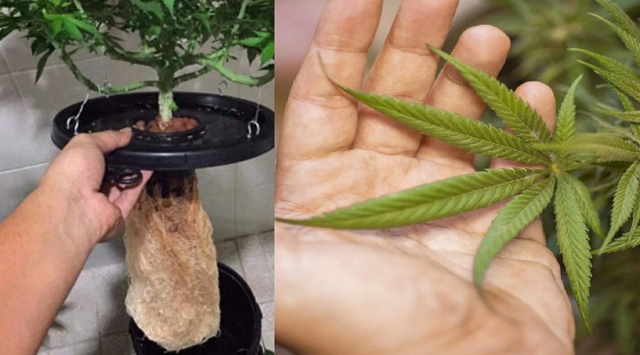 एयरपोर्ट पर 25 किलो हाइड्रोपोनिक गांजा जब्त, आम गांजे से कितना अलग ?