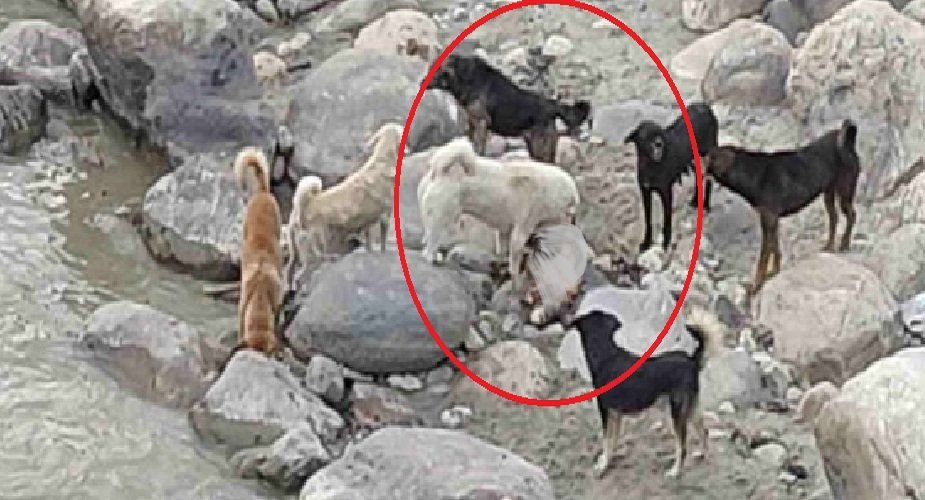 उत्तराखंड: मोक्ष केदार घाट पर कुत्ते नोच रहे अधजले शवों के अवशेष, आखिर कौन है जिम्मेदार…? उत्तराखंड: मोक्ष केदार घाट पर कुत्ते नोच रहे अधजले शवों के अवशेष, आखिर कौन है जिम्मेदार…?