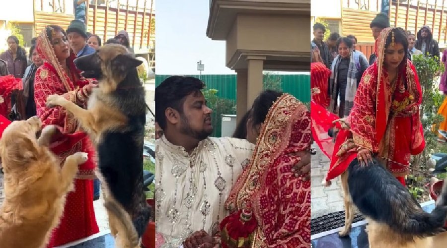 उत्तराखंड : दुल्हन की विदाई में बेजुबान भी हुए भावुक, VIDEO देख भर आएंगी आंखें उत्तराखंड : दुल्हन की विदाई में बेजुबान भी हुए भावुक, VIDEO देख भर आएंगी आंखें