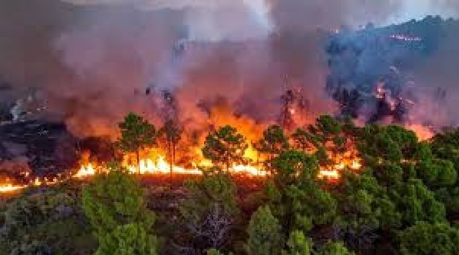 टिहरी में गांव की तरफ बढ़ रही थी जंगल की आग, बुझाने गई महिला की दर्दनाक मौत