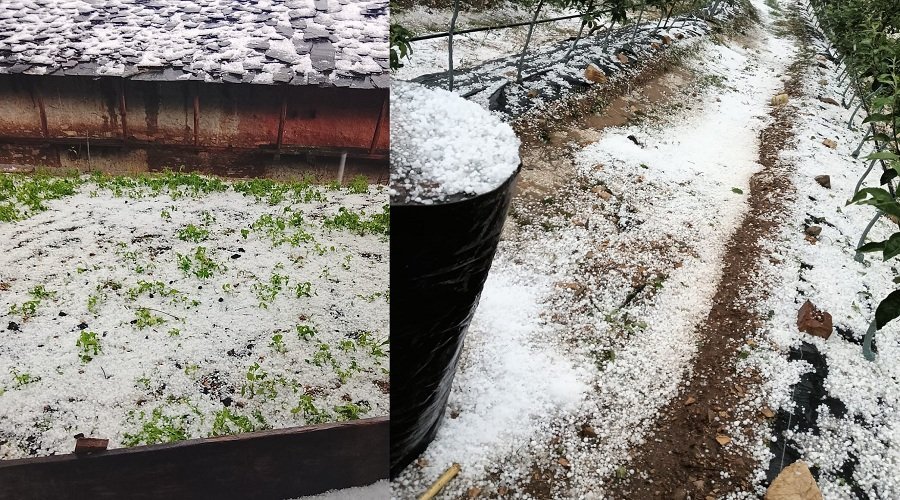 उत्तराखंड : बेमौसम बारिश और ओलावृष्टि से खेती तबाह, 522 किसानों की फसलें प्रभावित